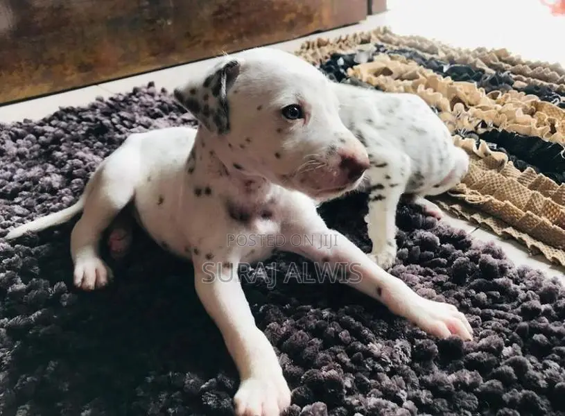 Delmation Puppies