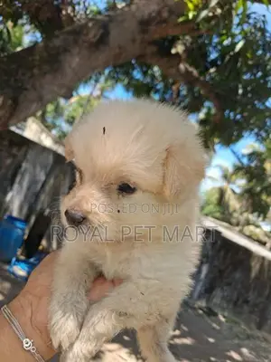Lion pomeranian puppy