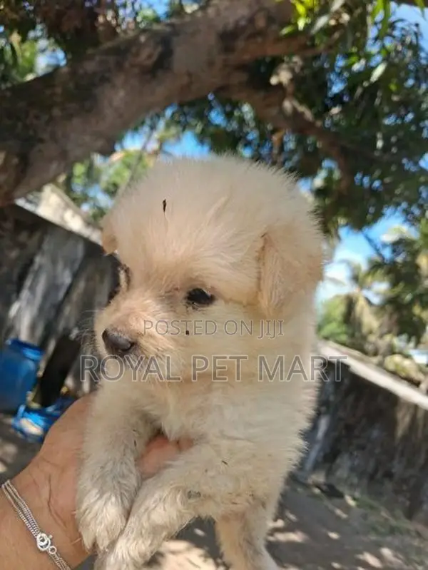 Lion pomeranian puppy