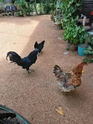 கருங்கோழி