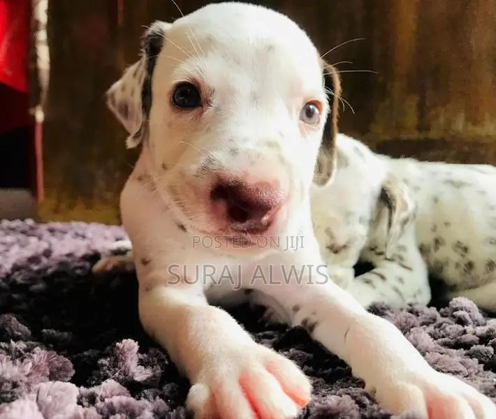 Delmation Puppies
