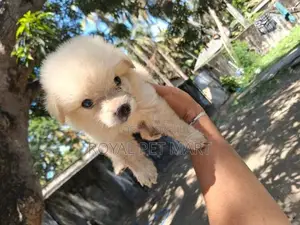 Lion pomeranian puppy