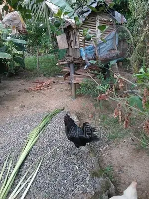கருங்கோழி