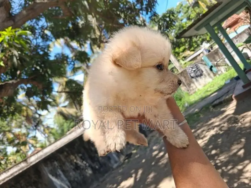 Lion pomeranian puppy