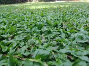 Malaysian Grass