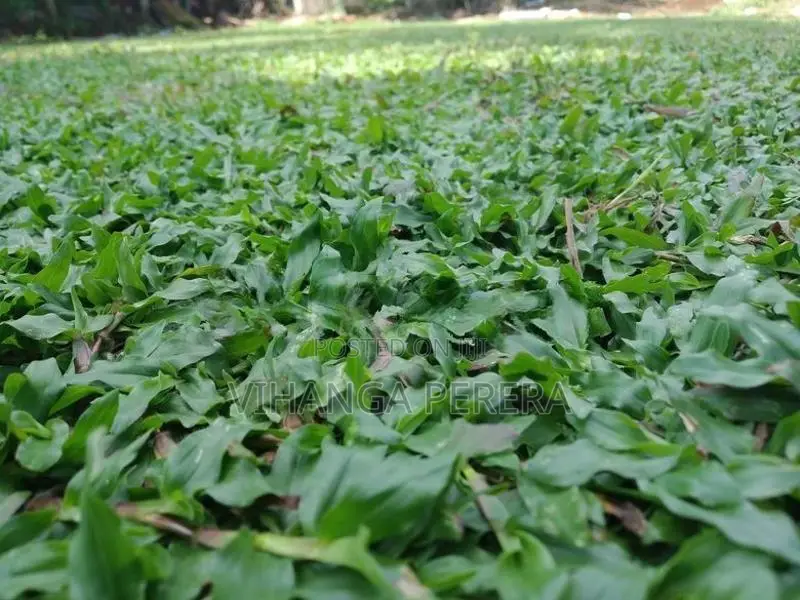 Malaysian Grass