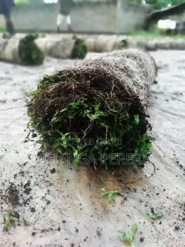 Malaysian Grass