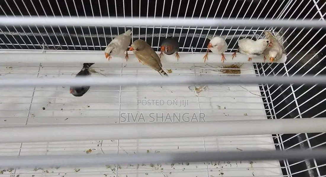 Finches Pair