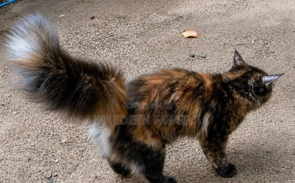 Himalayan Cat