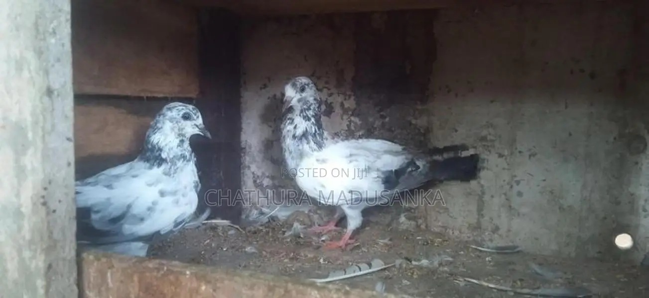 Pigeon
