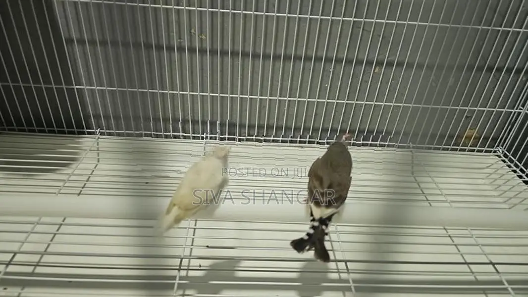 Finches Pair