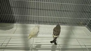 Finches Pair