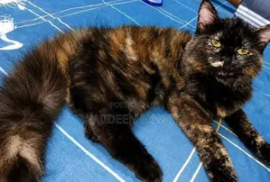 Himalayan Cat