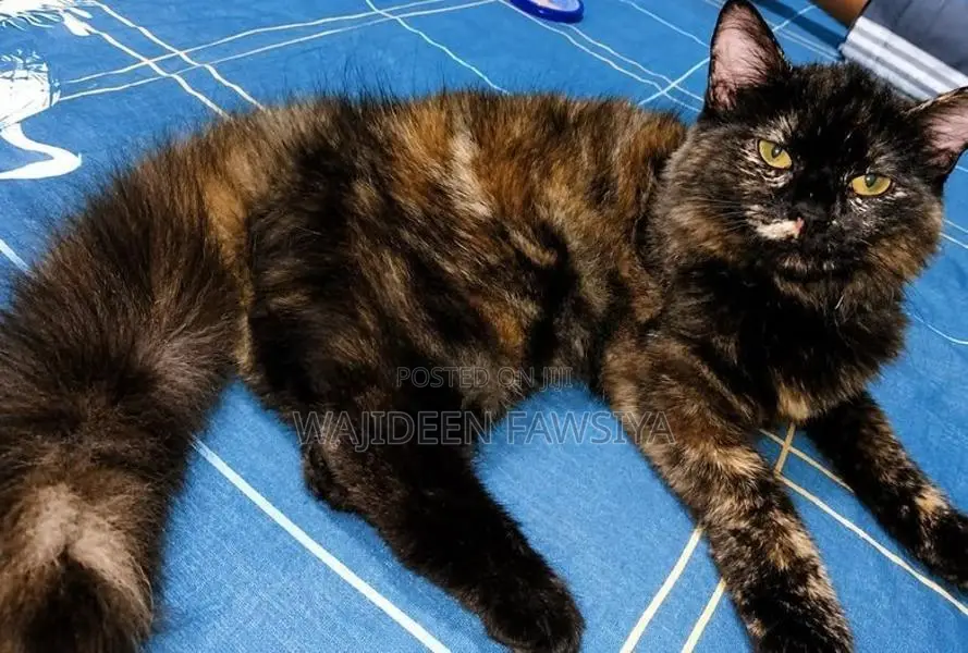 Himalayan Cat