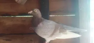 Pigeon