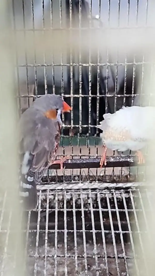 Finches Pair