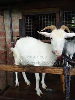 සානන් වැස්සි