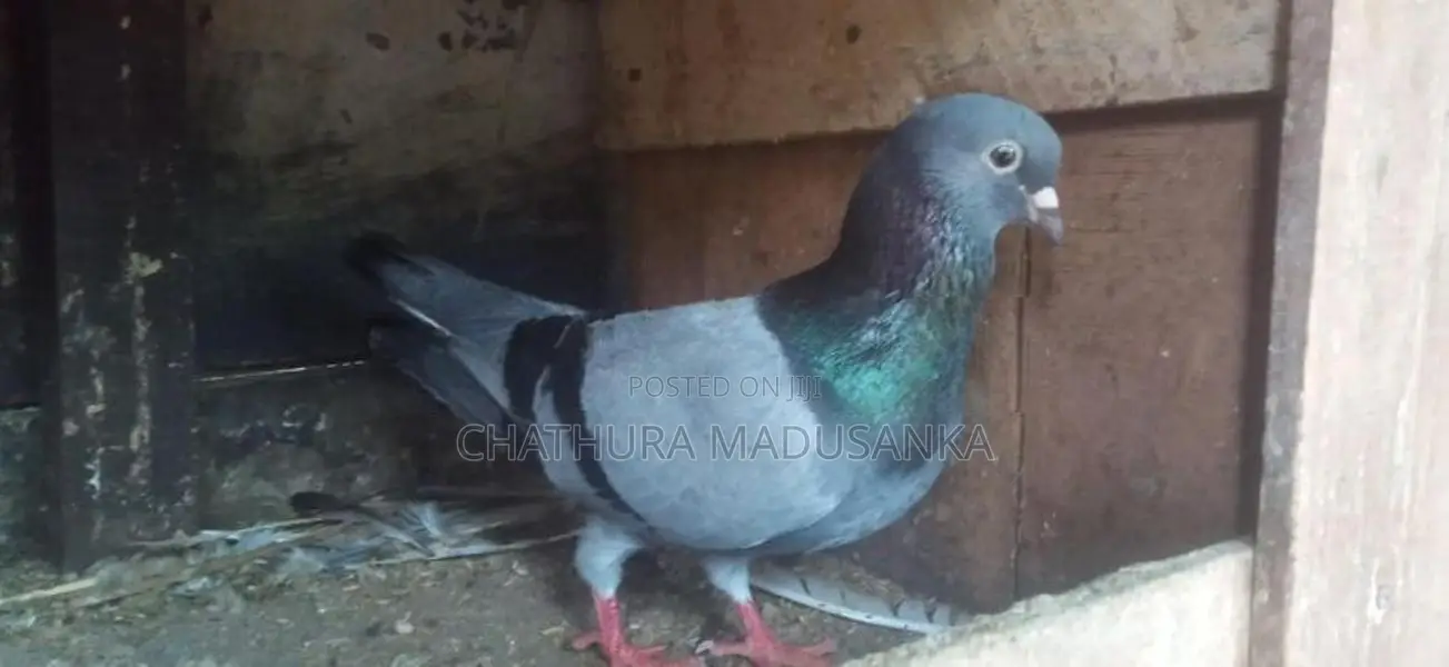 Pigeon