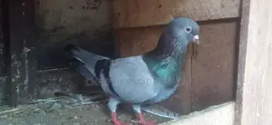 Pigeon