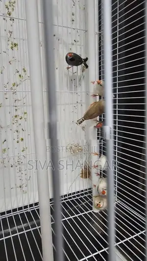 Finches Pair