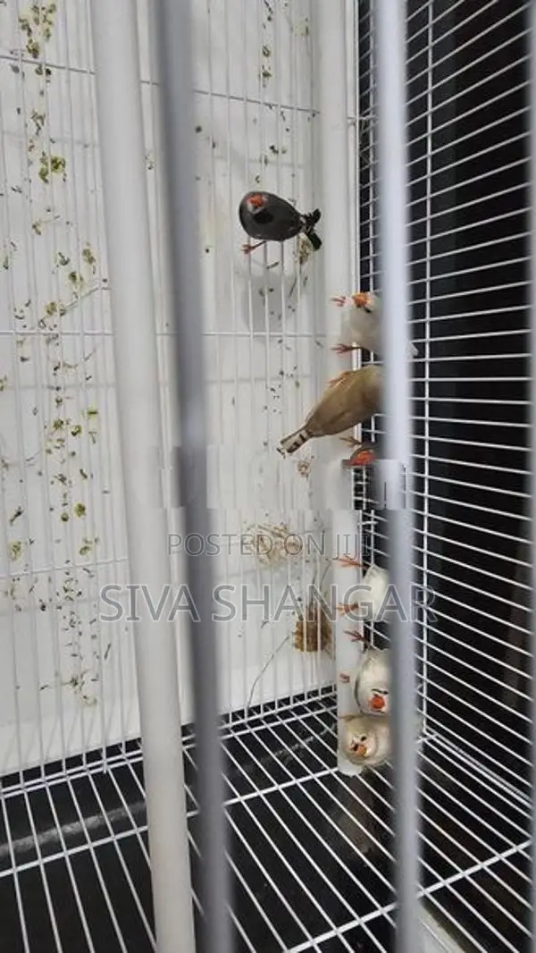 Finches Pair