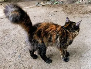 Himalayan Cat