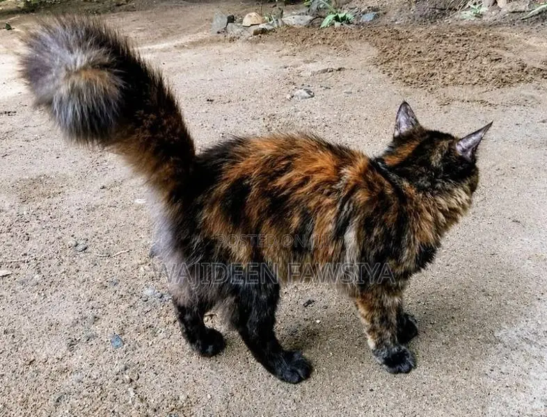 Himalayan Cat