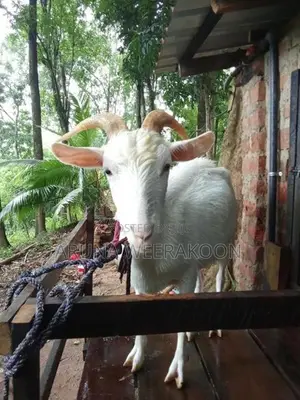 සානන් වැස්සි