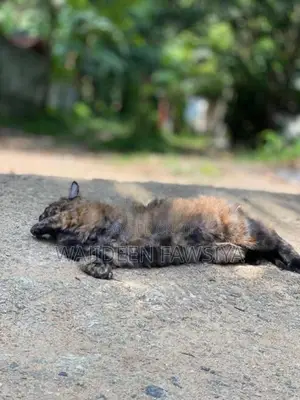 Himalayan Cat