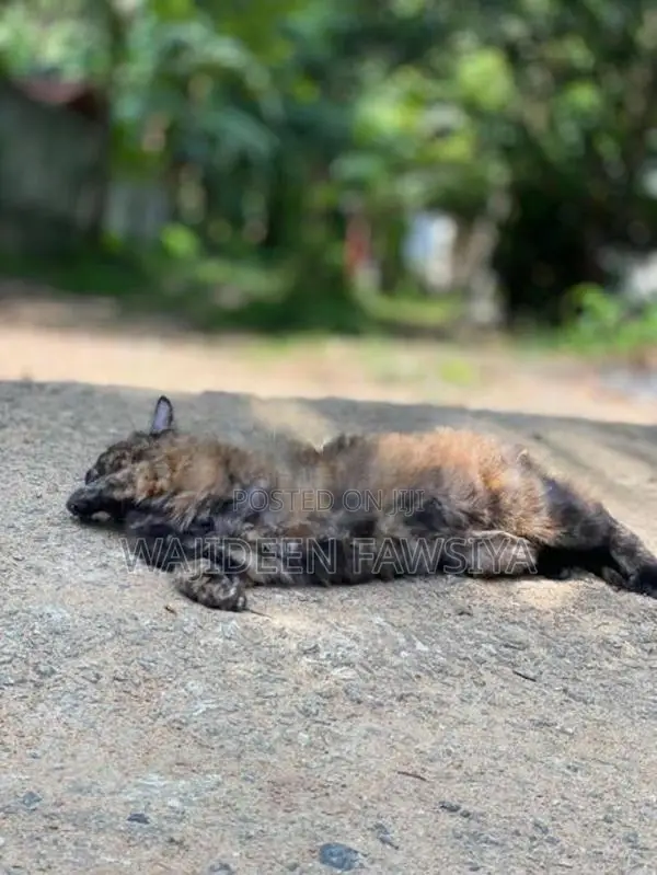 Himalayan Cat