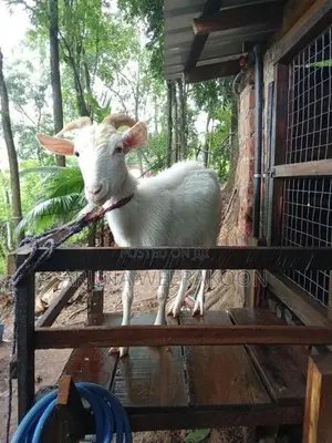 සානන් වැස්සි
