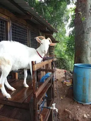 සානන් වැස්සි