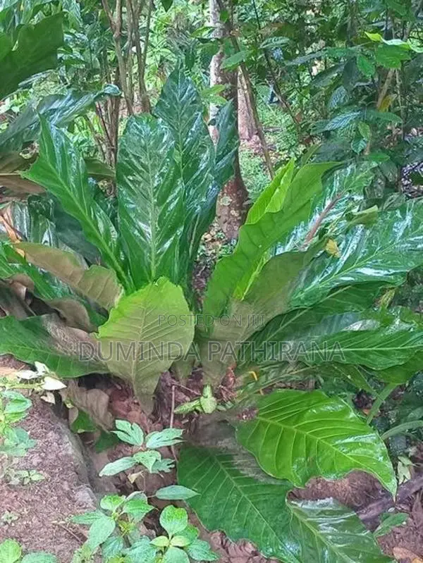 Anthurium Trees