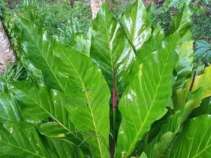 Anthurium Trees