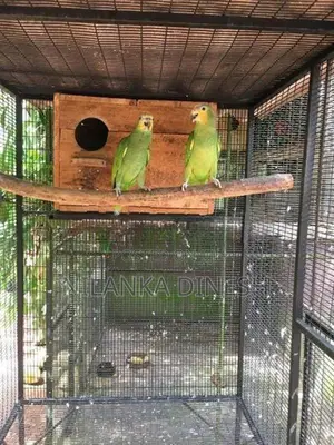 Yellow - Naped Amazon