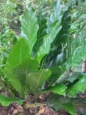 Anthurium Trees