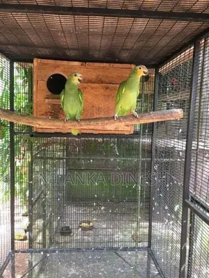 Yellow - Naped Amazon
