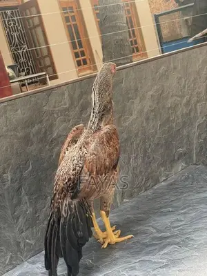 Parrot Nose Rooster