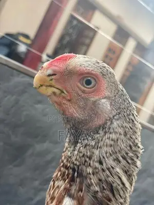 Parrot Nose Rooster