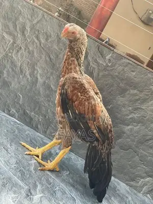 Parrot Nose Rooster
