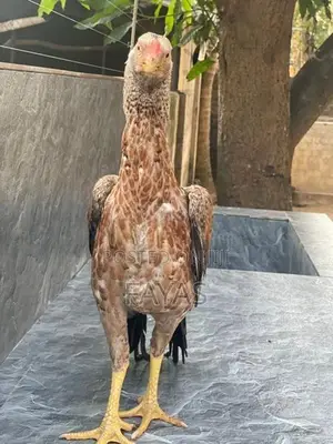 Parrot Nose Rooster