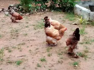 බ්‍රාමා කිකිලියන්