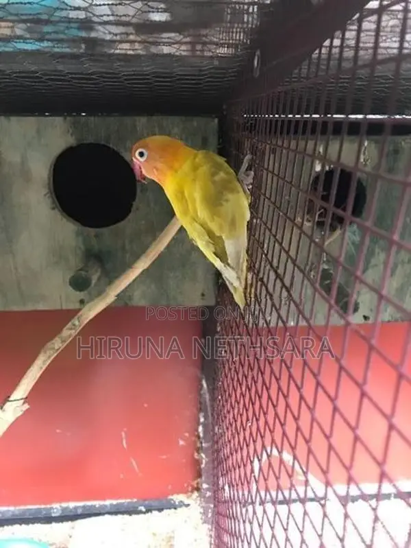 African Love Birds