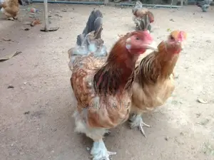 බ්‍රාමා කිකිලියන්
