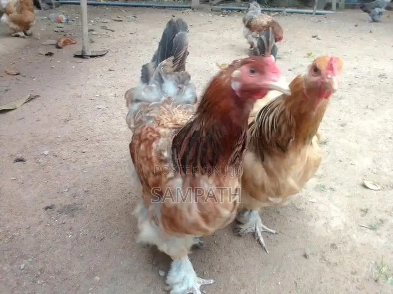 බ්‍රාමා කිකිලියන්