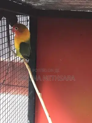 African Love Birds