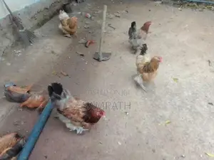 බ්‍රාමා කිකිලියන්