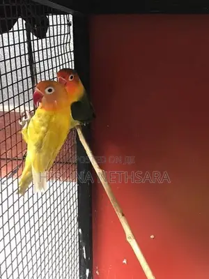African Love Birds