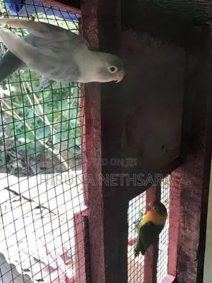 African Love Birds
