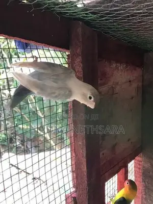 African Love Birds